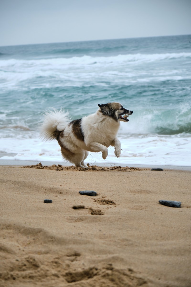 hund på strand uden snor